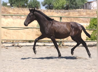 PRE Croisé, Jument, 1 Année, 150 cm, Noir