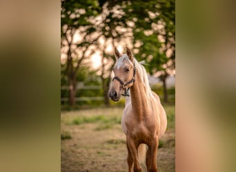 PRE Croisé, Jument, 1 Année, 150 cm, Palomino