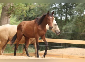 PRE Croisé, Jument, 1 Année, 151 cm, Bai