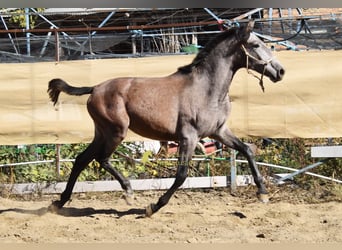 PRE, Jument, 1 Année, 155 cm, Gris