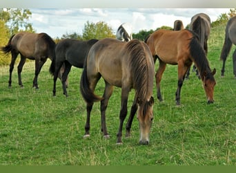 PRE Croisé, Jument, 1 Année, 158 cm, Isabelle