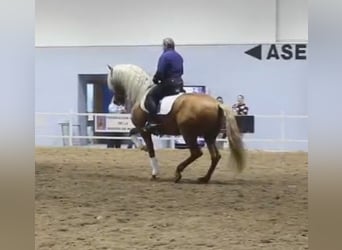 PRE Croisé, Jument, 1 Année, 160 cm, Bai