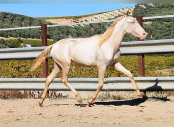 PRE Croisé, Jument, 1 Année, 160 cm, Perlino