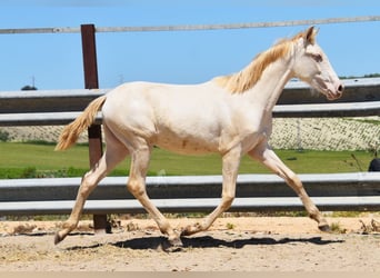 PRE, Jument, 1 Année, 160 cm, Perlino