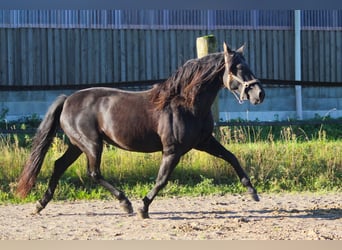 PRE Croisé, Jument, 1 Année, 163 cm, Bai