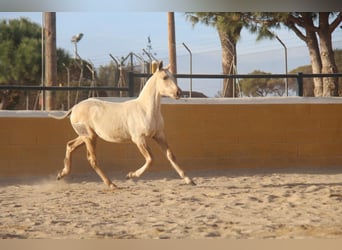 PRE Croisé, Jument, 1 Année, 163 cm, Palomino