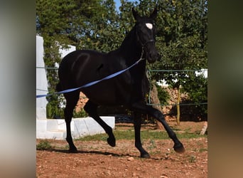 PRE Croisé, Jument, 1 Année, 165 cm, Noir