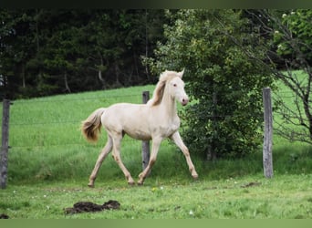 PRE Croisé, Jument, 1 Année, 165 cm, Perle