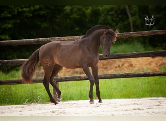 PRE Croisé, Jument, 1 Année, 166 cm, Noir