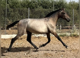 PRE Croisé, Jument, 1 Année, 167 cm, Gris