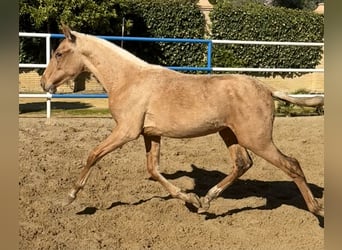 PRE Croisé, Jument, 1 Année, 167 cm, Palomino