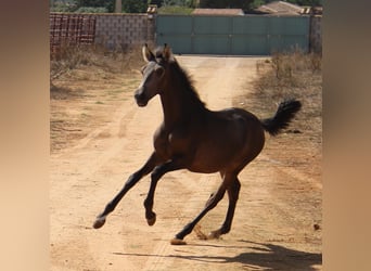 PRE, Jument, 1 Année, Buckskin