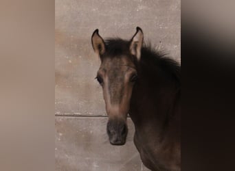 PRE, Jument, 1 Année, Buckskin