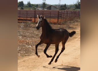 PRE, Jument, 1 Année, Buckskin