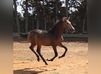 PRE, Jument, 1 Année, Buckskin