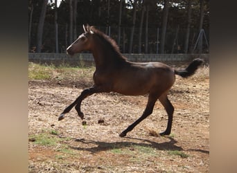 PRE, Jument, 1 Année, Buckskin