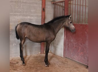 PRE, Jument, 1 Année, Buckskin