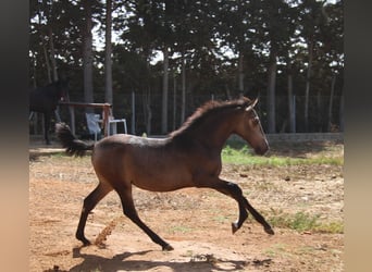 PRE, Jument, 1 Année, Buckskin