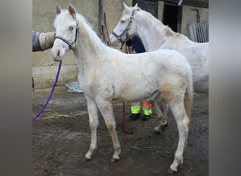 PRE Croisé, Jument, 1 Année, Cremello