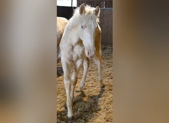PRE Croisé, Jument, 1 Année, Cremello