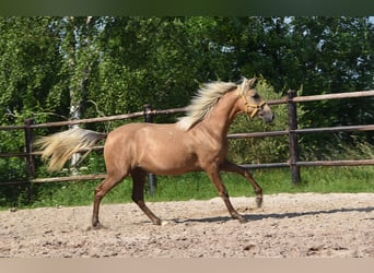 PRE Croisé, Jument, 1 Année, Gris