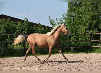 PRE Croisé, Jument, 1 Année, Gris