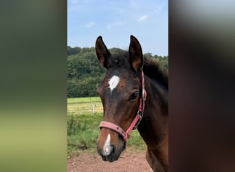 PRE Croisé, Jument, 1 Année, Noir