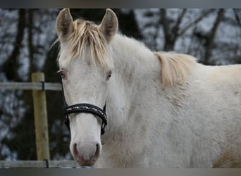 PRE Croisé, Jument, 1 Année, Perlino