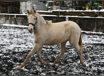 PRE Croisé, Jument, 1 Année, Perlino