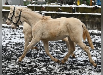 PRE Croisé, Jument, 1 Année, Perlino