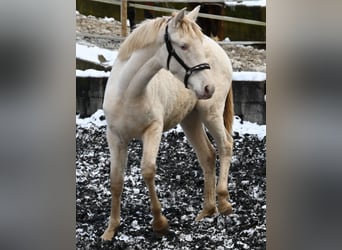 PRE Croisé, Jument, 1 Année, Perlino