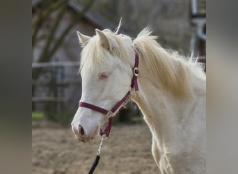 PRE Croisé, Jument, 2 Ans, 128 cm, Perlino