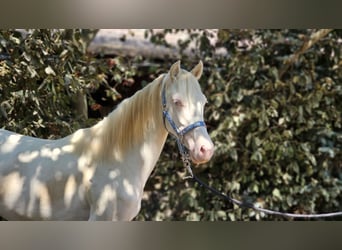 PRE Croisé, Jument, 2 Ans, 128 cm, Perlino