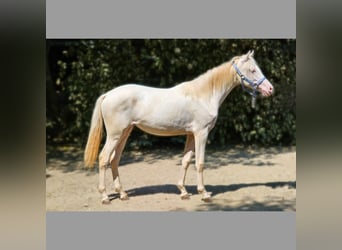 PRE Croisé, Jument, 2 Ans, 128 cm, Perlino