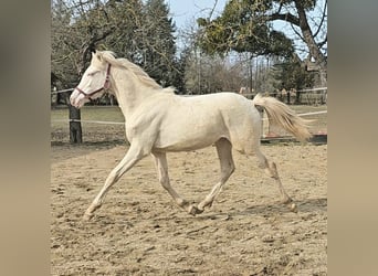 PRE Croisé, Jument, 2 Ans, 128 cm, Perlino