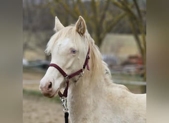 PRE Croisé, Jument, 2 Ans, 129 cm, Perlino