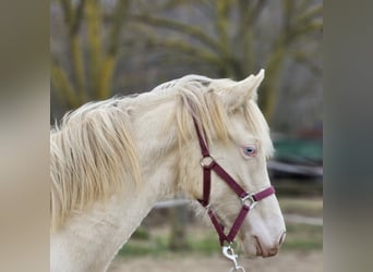 PRE Croisé, Jument, 2 Ans, 129 cm, Perlino