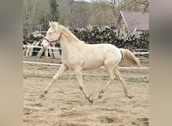 PRE Croisé, Jument, 2 Ans, 129 cm, Perlino