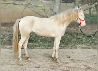 PRE Croisé, Jument, 2 Ans, 144 cm, Perlino