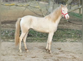 PRE Croisé, Jument, 2 Ans, 144 cm, Perlino