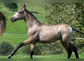 PRE Croisé, Jument, 2 Ans, 145 cm, Isabelle