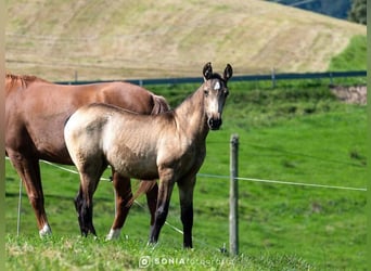 PRE Croisé, Jument, 2 Ans, 145 cm, Isabelle