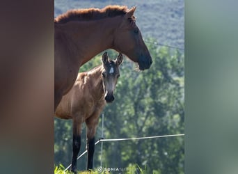 PRE Croisé, Jument, 2 Ans, 145 cm, Isabelle