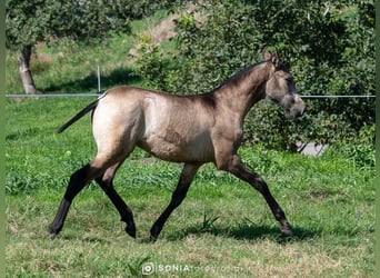 PRE Croisé, Jument, 2 Ans, 145 cm, Isabelle