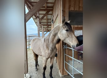 PRE Croisé, Jument, 2 Ans, 150 cm, Buckskin