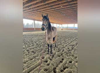 PRE Croisé, Jument, 2 Ans, 150 cm, Buckskin