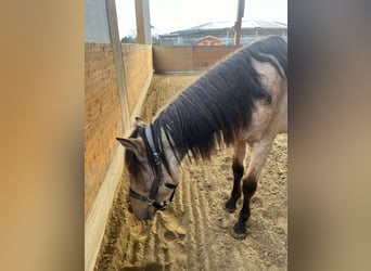 PRE Croisé, Jument, 2 Ans, 150 cm, Buckskin