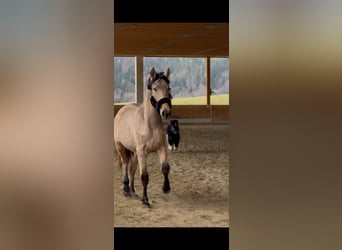 PRE Croisé, Jument, 2 Ans, 150 cm, Buckskin