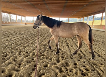 PRE Croisé, Jument, 2 Ans, 150 cm, Buckskin