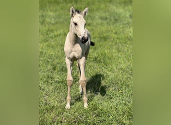 PRE Croisé, Jument, 2 Ans, 150 cm, Buckskin